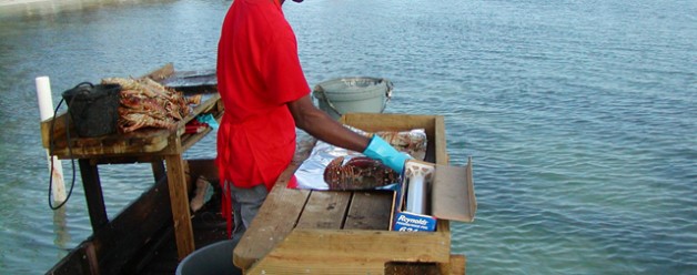 Anegada Lobster