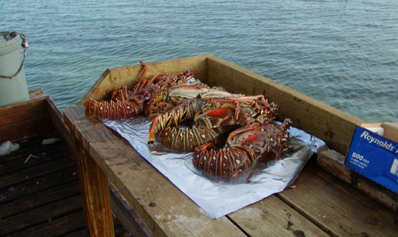 Custom Sailing Gets Only The Freshest Lobster