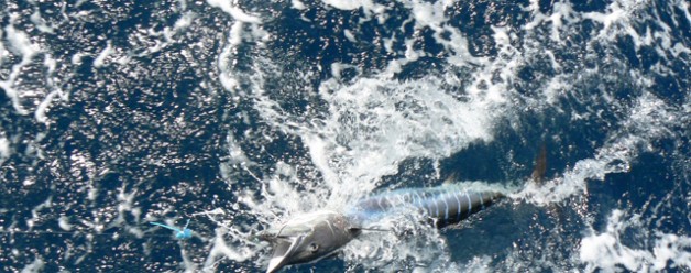 Fresh Caribbean Catch!