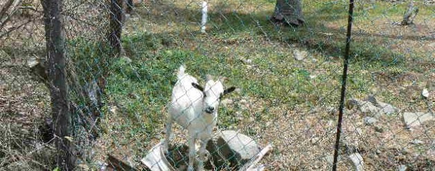 More Caribbean Wildlife