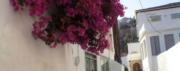 Bougainvillea
