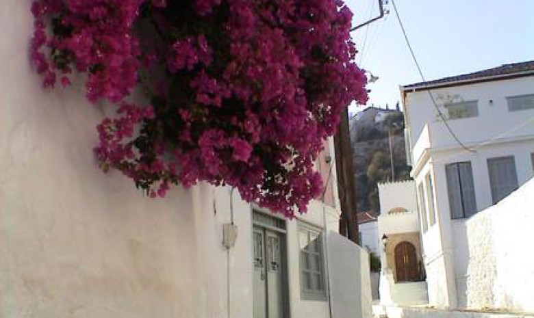 Bougainvillea