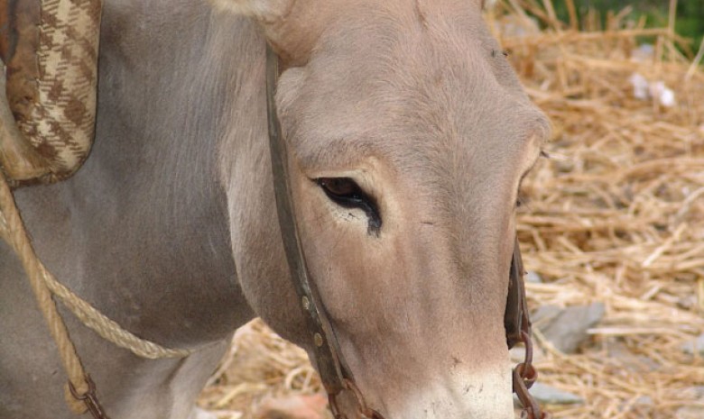 Donkey Kea