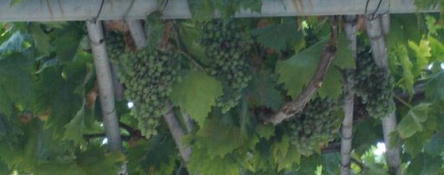 Grape Vines