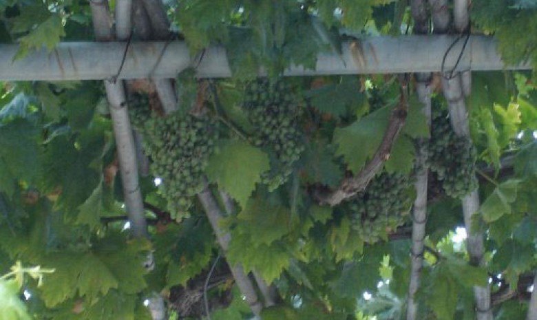 Grape Vines